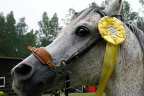 Ranking koni 2011